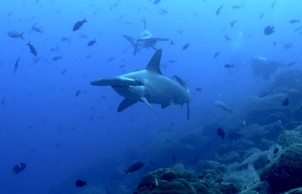 El tiburón martillo es una de las especies que reunió a casi 400 científicos de todo el mundo y consolidó la base de datos de movimientos más robusta hasta la fecha sobre megafauna marina. Créditos: Alex Hearn / USFQ