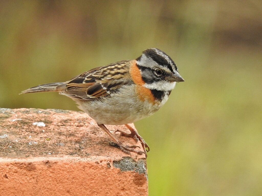 Chincol o Chingolo (Zonotrichia capensis). Créditos: Esteban Poveda.