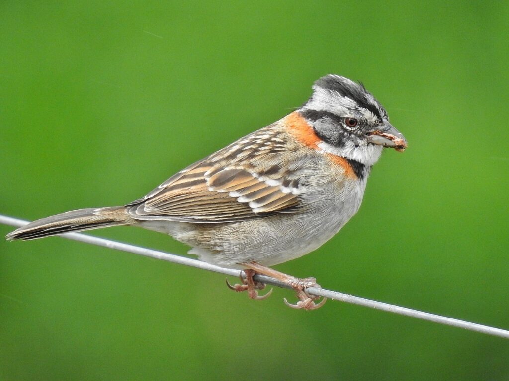 Chincol o Chingolo (Zonotrichia capensis). Créditos: Esteban Poveda.