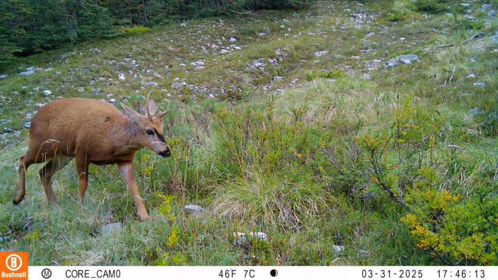 Huemul capturado con cámara trampa. Foto: Puelo Patagonia