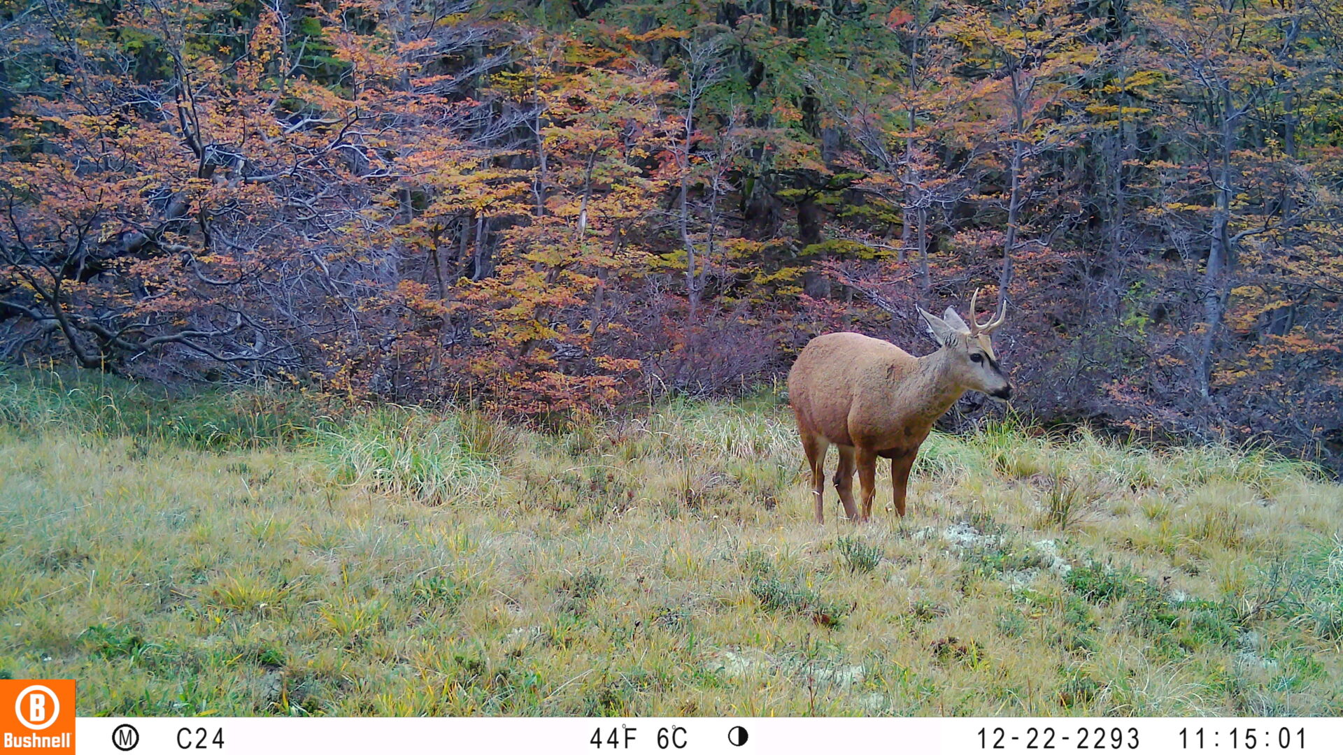 Buenas noticias en el Día del Huemul: Identifican la población que estaría más al norte de la Patagonia chilena