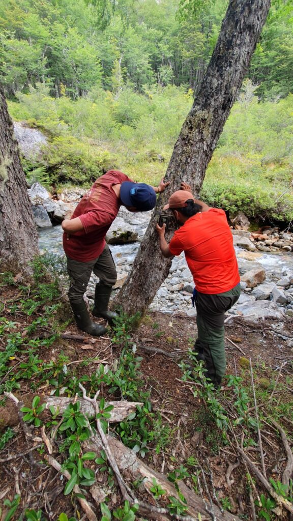 Cámaras trampas en árboles. Foto: Puelo Patagonia