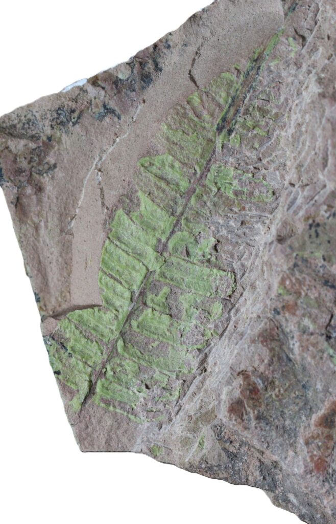 Helecho. Créditos: CIAHN ATACAMA