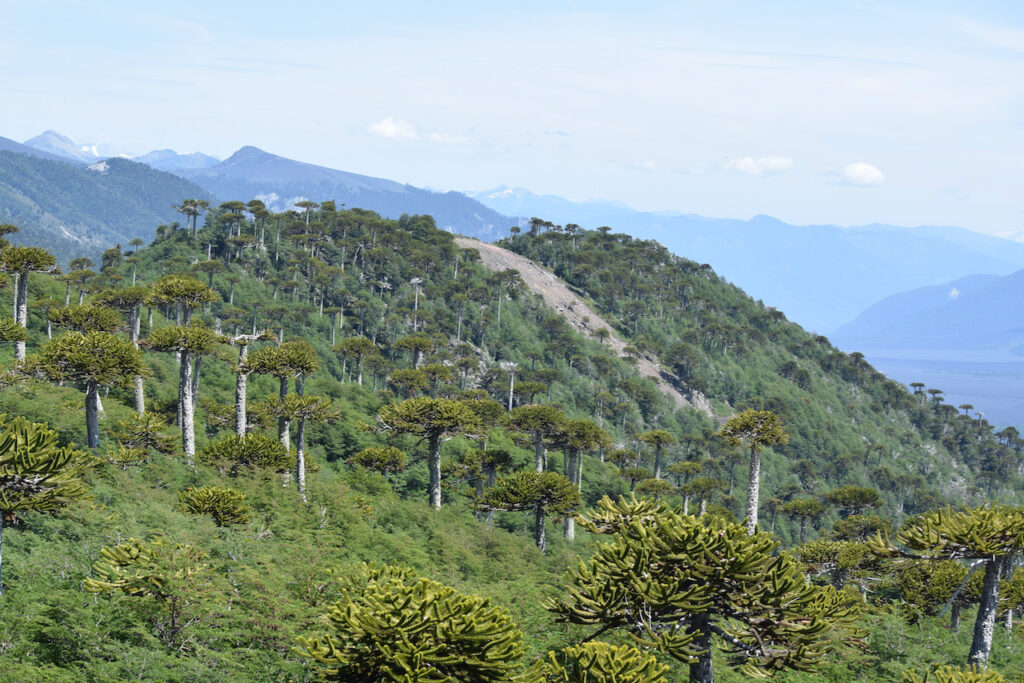 Araucaria araucana. Créditos: Amelia Ryan