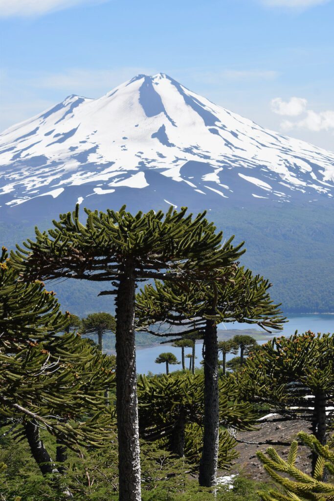 Araucaria araucana. Créditos: Amelia Ryan