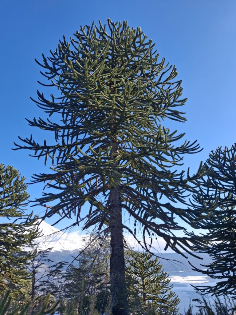 Araucaria araucana. Créditos: Andrea Vargas