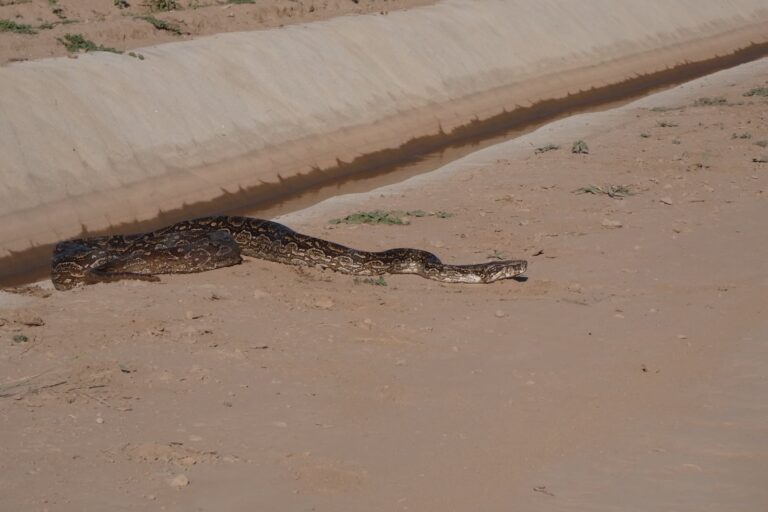 Una serpiente ingresó al canal de riego, luego fue rescatada por los científicos que monitoreaban la zona. Foto: cortesía Ángela Galarza / FARN