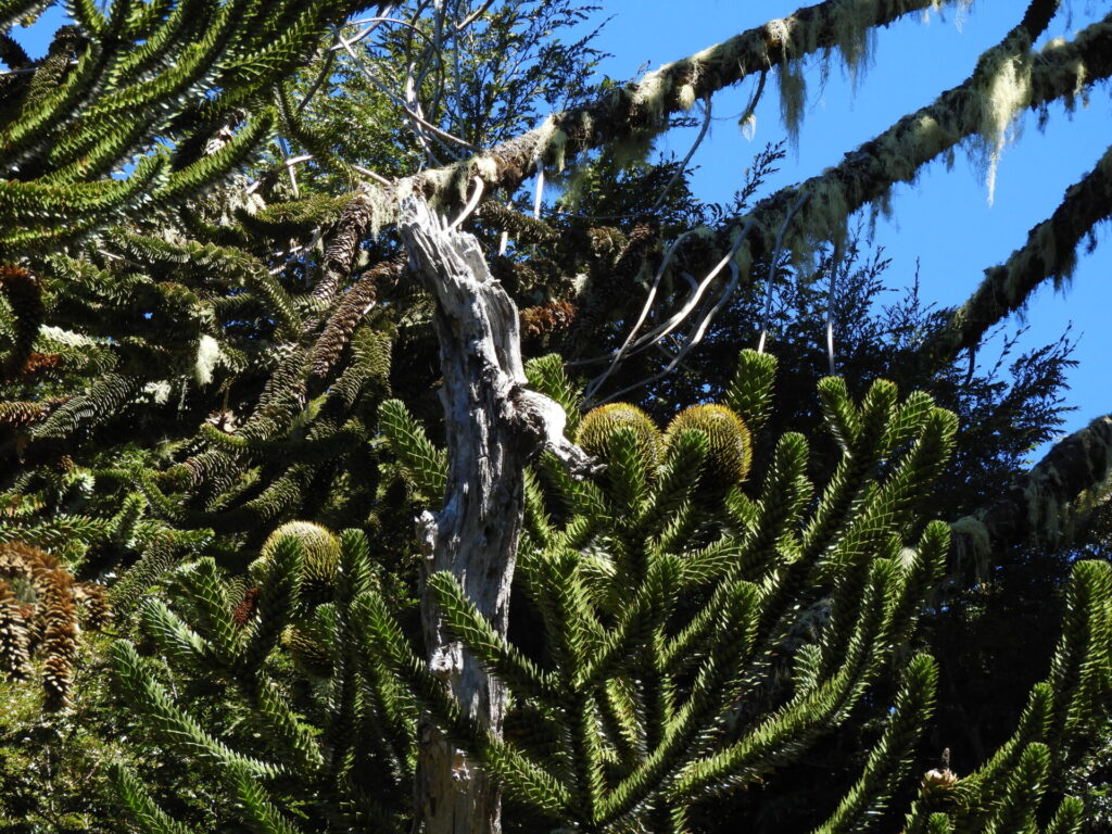 Araucaria (Araucaria araucana). Créditos: ©Lucía Abello