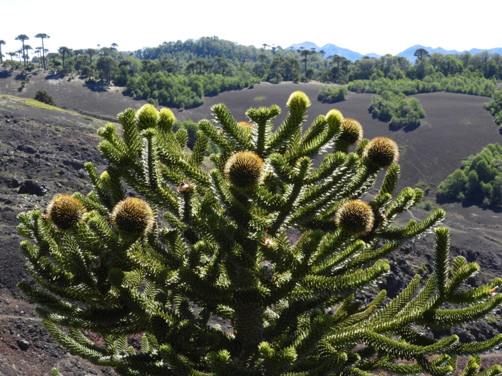 Araucaria (Araucaria araucana). Créditos: ©Lucía Abello