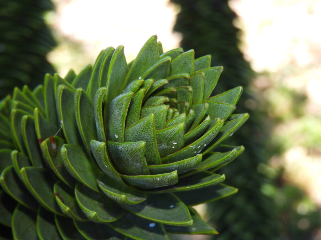 Araucaria (Araucaria araucana). Créditos: ©Lucía Abello