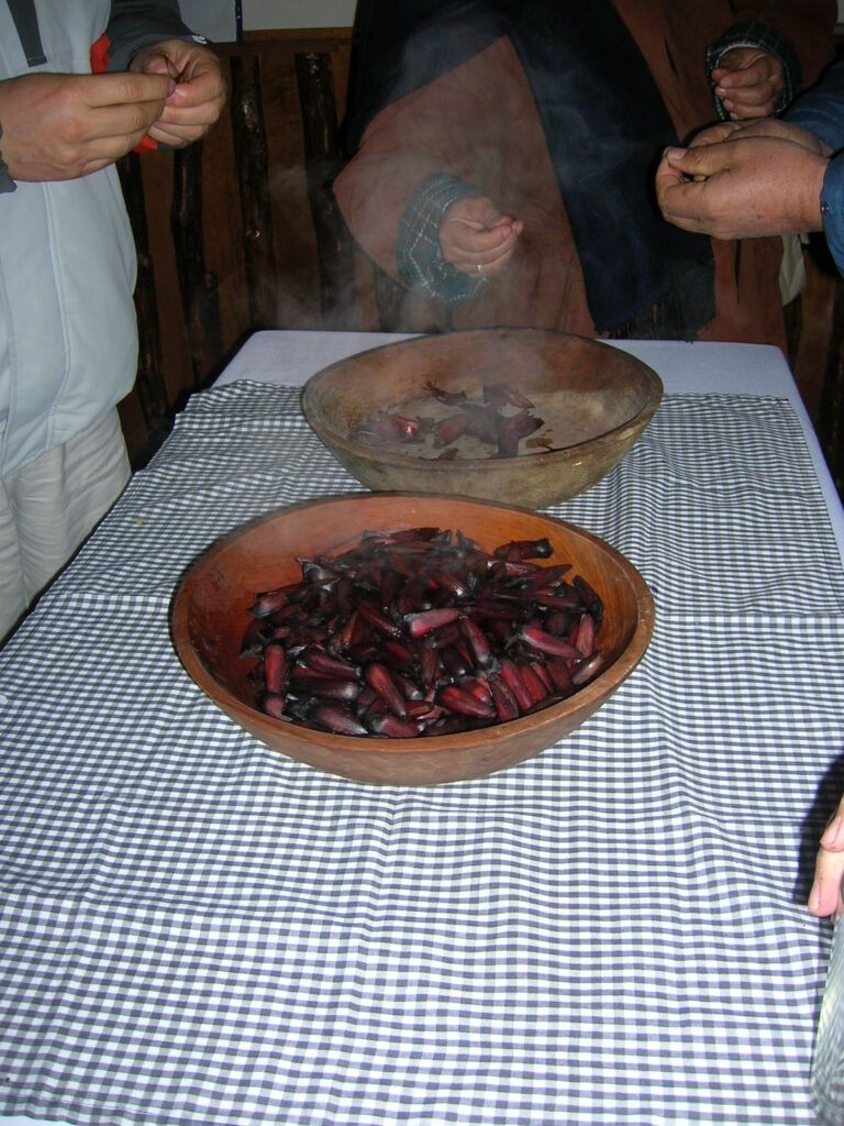 Piñones (Araucaria) cocidos en Lonquimay. Créditos: ©Lucía Abello