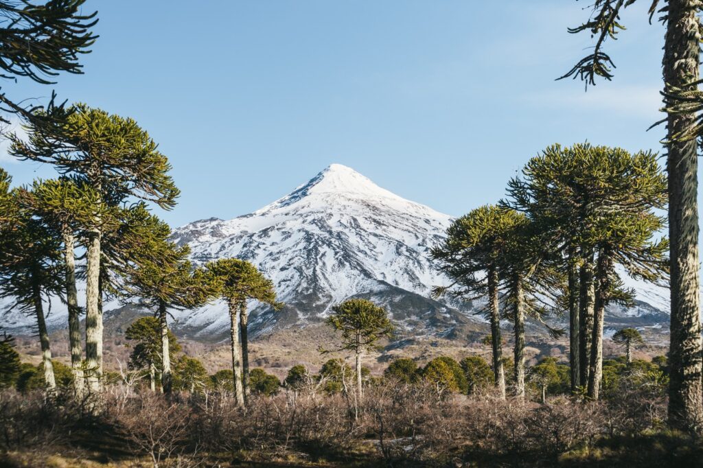 Araucarias. Créditos: Moira Johnson.