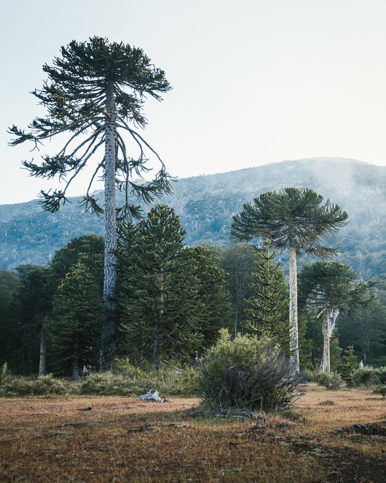 “No se tocará ninguna araucaria para construir un camino”: Confirman que no se talarán 96 araucarias para proyecto vial en La Araucanía