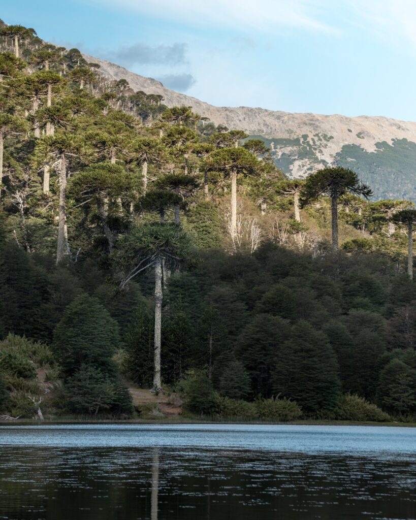 Araucarias. Créditos: Moira Johnson.