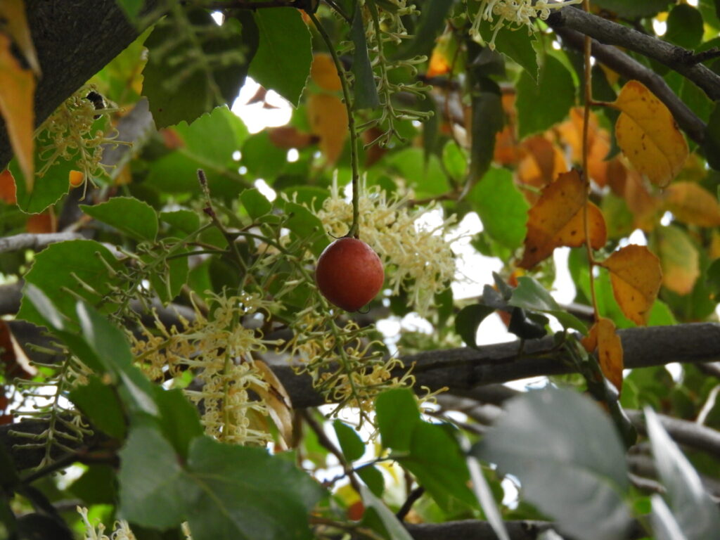 Avellano flores y fruto. Créditos: ©Lucía Abello