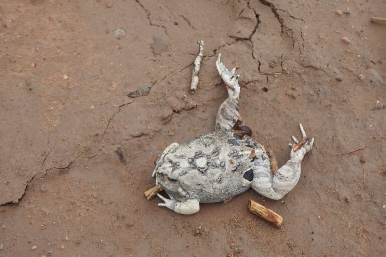 Trampa mortal: animales en peligro de extinción mueren ahogados por fallas ambientales y técnicas en el Canal de la Patria en Argentina