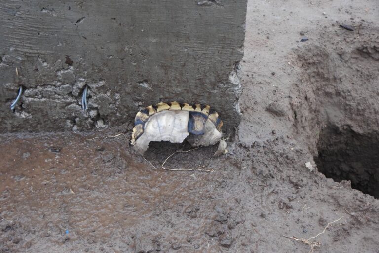 Las tortugas mueren ahogadas en el Canal del la Patria. Foto: cortesía Bernardo Lartigau/FARN