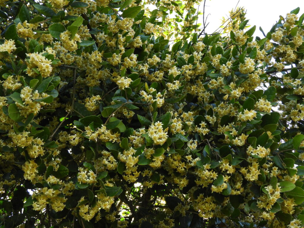 Boldo en flor - Cerro quillayquén. Créditos: ©Lucía Abello