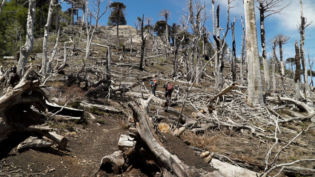 Vestigios del incendio de China Muerta. Créditos: Cristóbal Ogrodnik