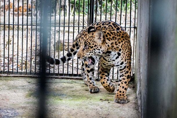 El caso del jaguar Xamã, en Brasil, es uno de los pocos eventos de reintroducción exitosos en la región. Su proceso de rehabilitación costó entre 140 mil y 180 mil dólares. Foto: cortesía Noelly Castro – World Animal Protection