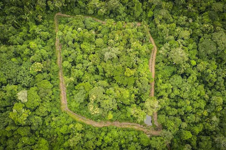 Recinto de Onçafari, de 15 mil metros cuadrados, donde tuvo lugar gran parte de la rehabilitación de Xamã. Foto: cortesía Onçafari