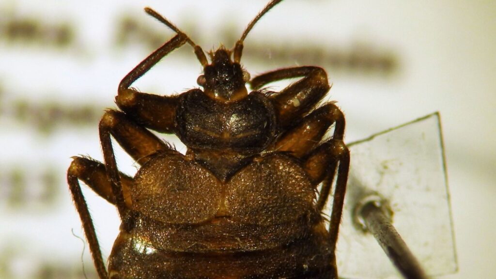 Chinche de los murciélagos, Bucimex chilensis. Créditos: Eduardo Faúndez.