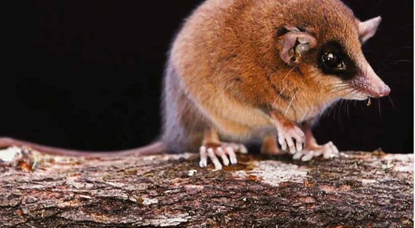 Perú: Cómo científicos descubrieron una nueva especie de marsupial en el Parque Nacional Río Abiseo mediante códigos de barras de ADN