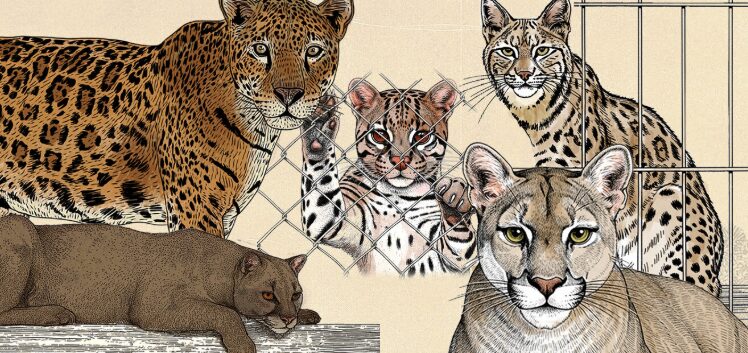 Sin salida: La irreversible realidad de los felinos que son rescatados del tráfico de animales