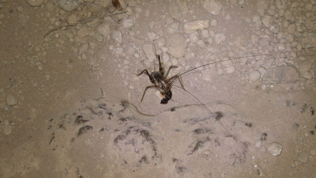 Grillo de las cavernas (Rhaphidophoridae).Créditos: Norbert Nagel.