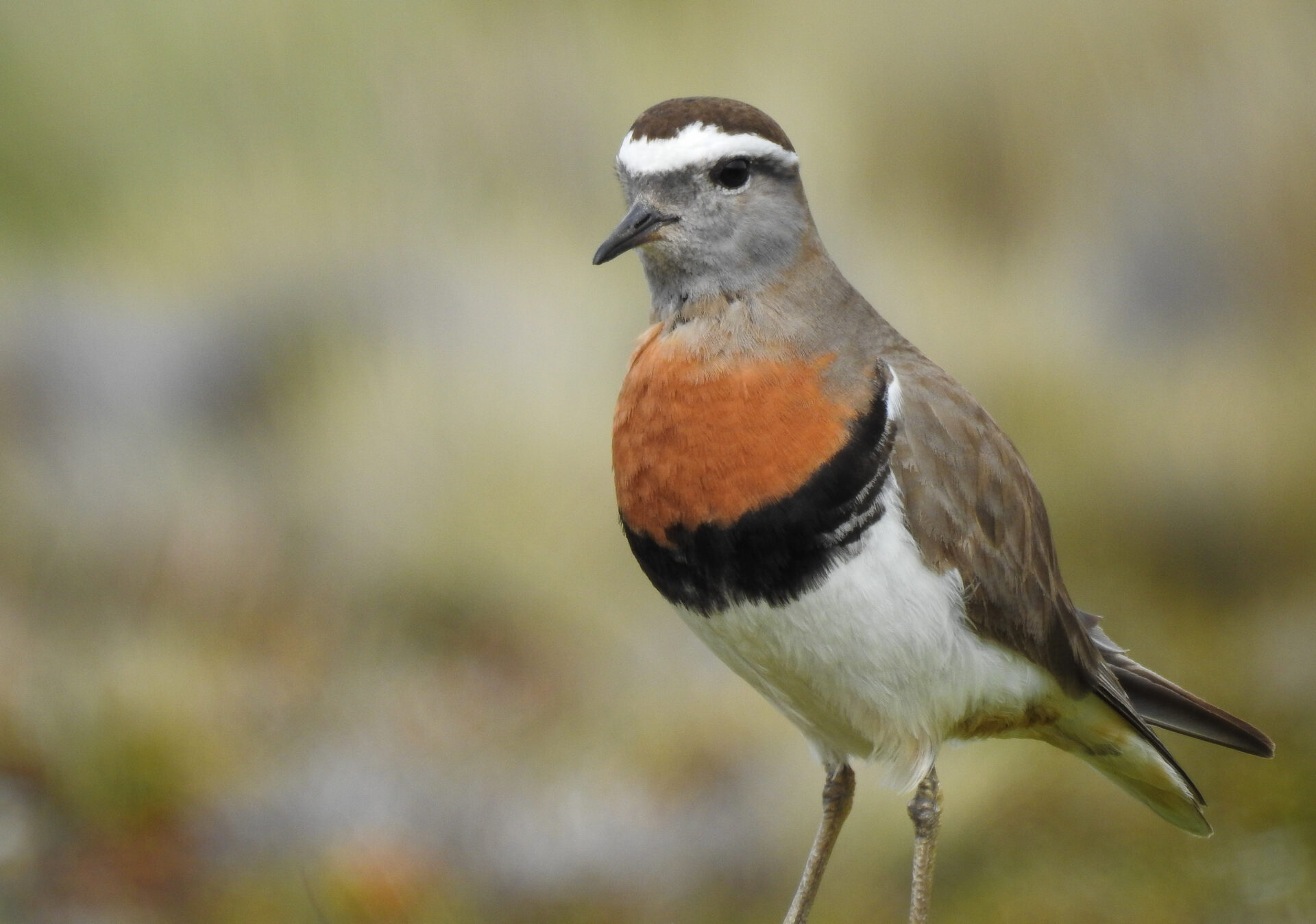 DECLARACIÓN | Organizaciones hacen llamado ante preocupación por el hábitat del chorlo chileno en Puerto Montt
