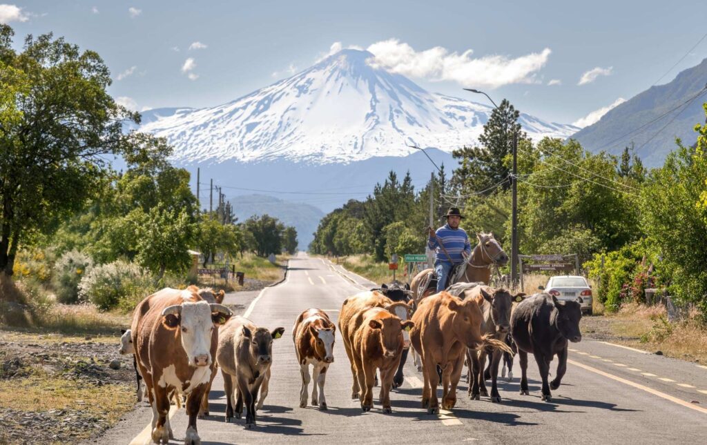 Jinete moviendo a vacas en Antuco. Foto: Fundación madrugada