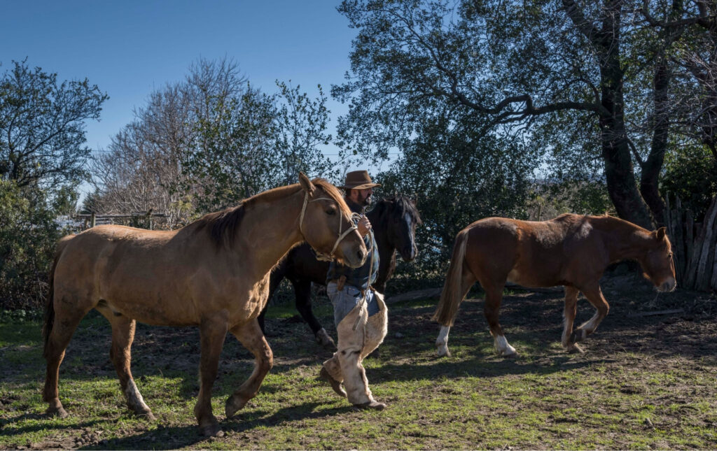 Caballos con sus jinetes. Foto: Fundación Madrugada