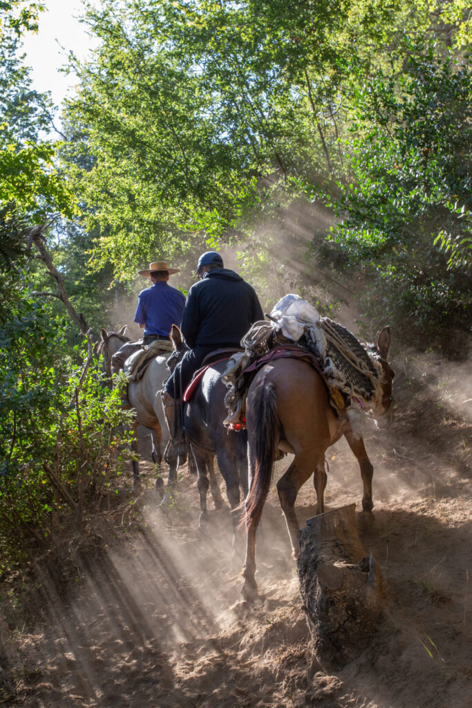 Caballos con sus jinetes en medio de naturaleza. Foto: Fundación Madrugada