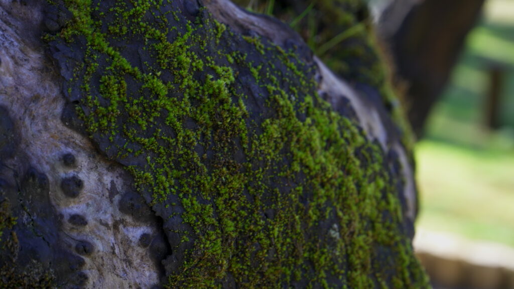 Parque Coyanmahuida. Créditos: Arauco.