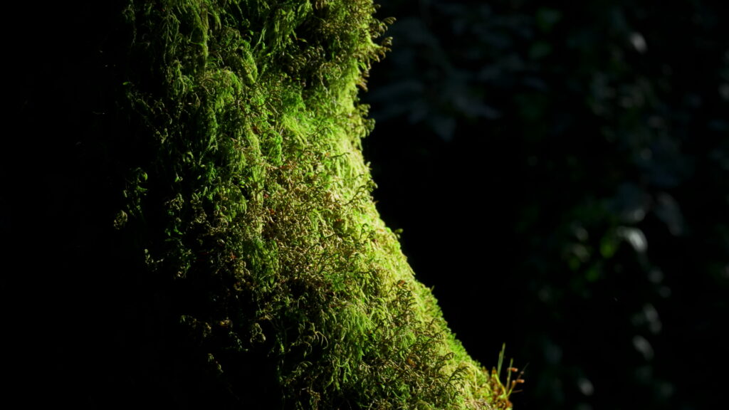 Parque Coyanmahuida. Créditos: Arauco.