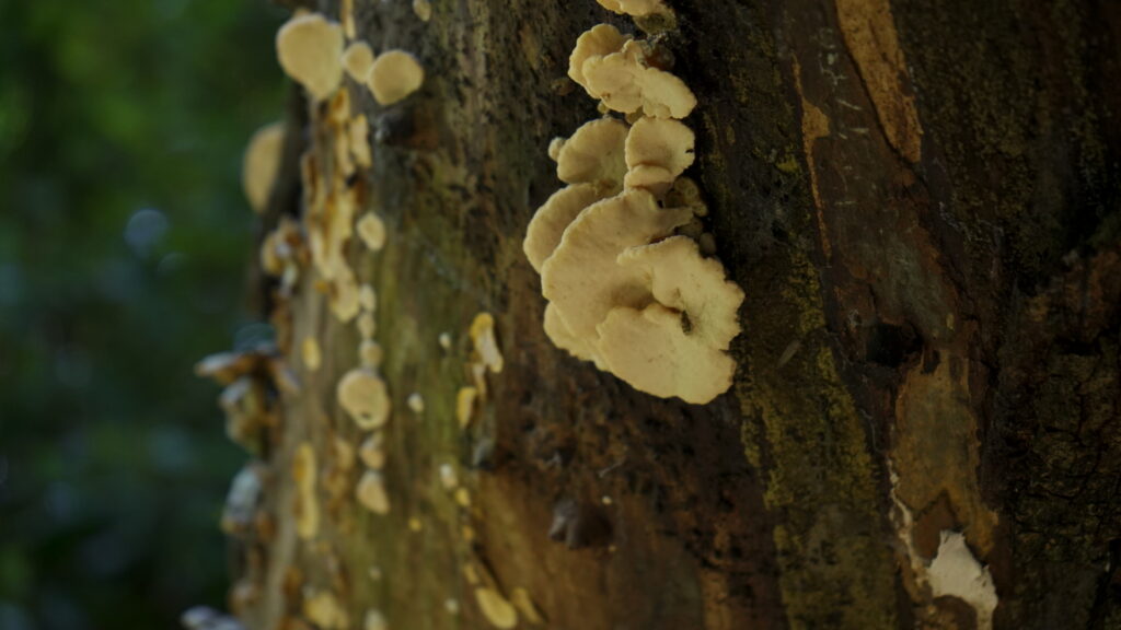 Parque Coyanmahuida. Créditos: Arauco.