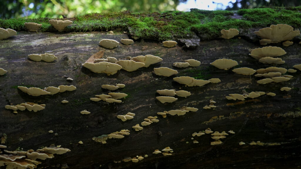 Parque Coyanmahuida. Créditos: Arauco.