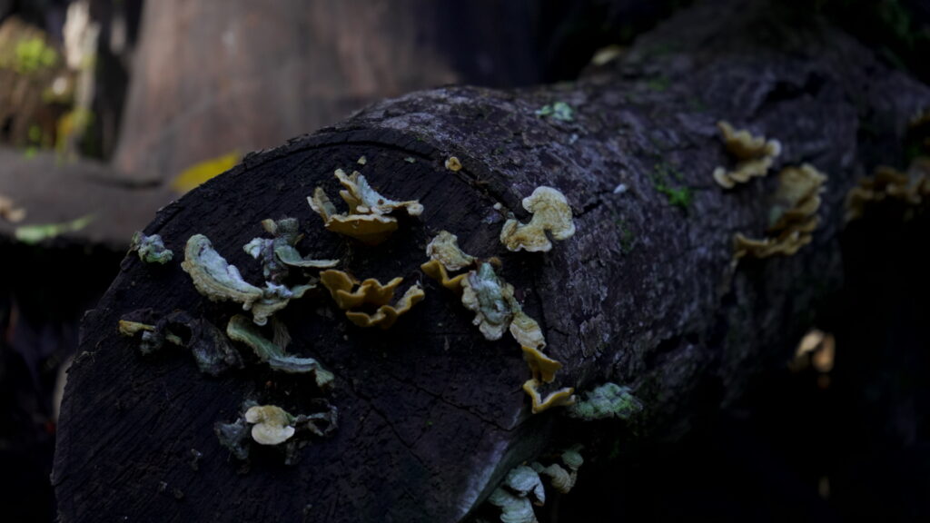 Parque Coyanmahuida. Créditos: Arauco.