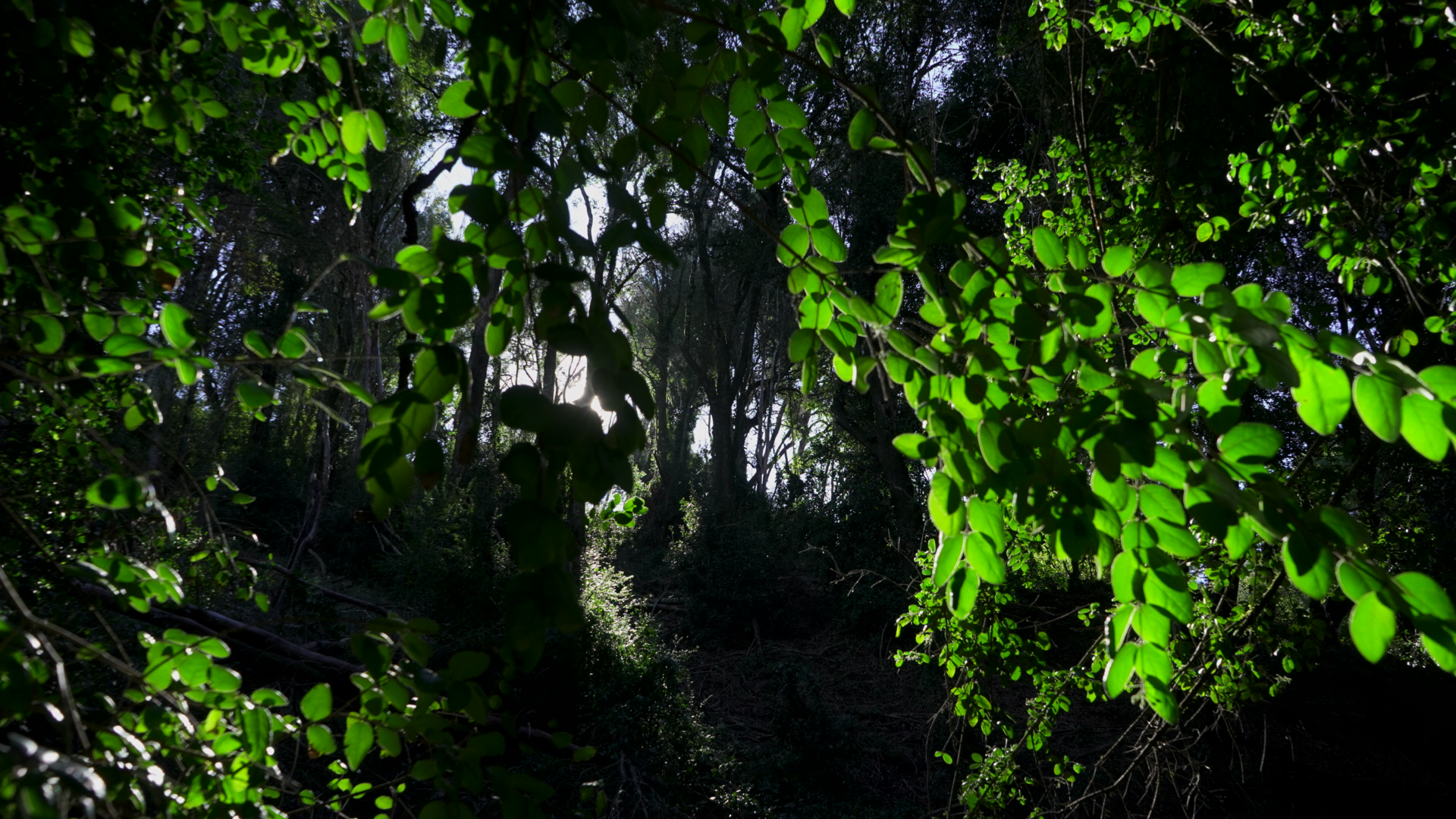 Parque Coyanmahuida, un refugio de biodiversidad que resiste y se renueva en el Biobío