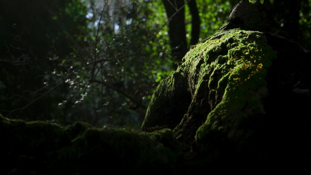 Parque Coyanmahuida. Créditos: Arauco.