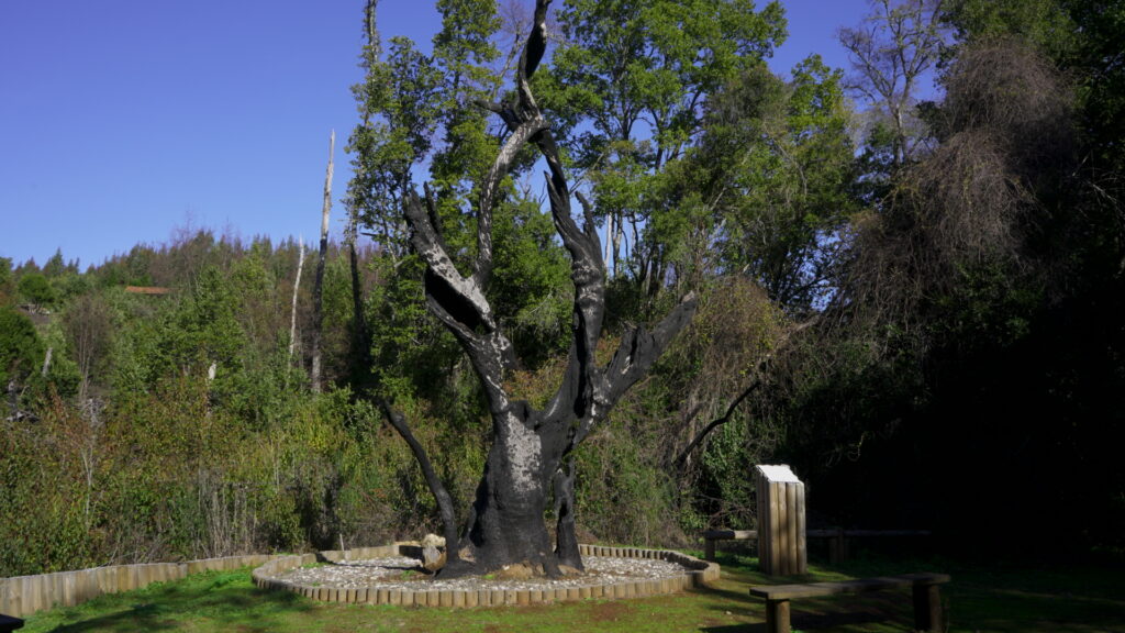 Parque Coyanmahuida. Créditos: Arauco.