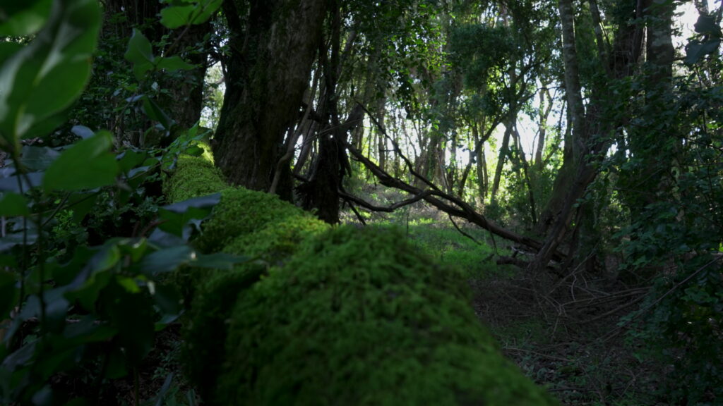 Parque Coyanmahuida. Créditos: Arauco.