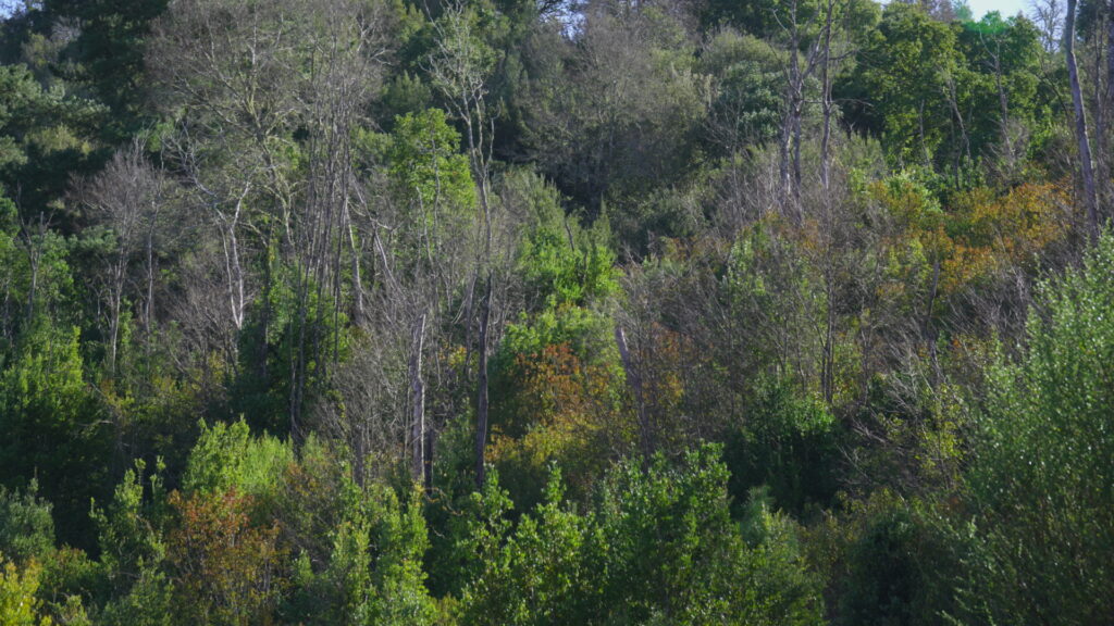 Parque Coyanmahuida. Créditos: Arauco.