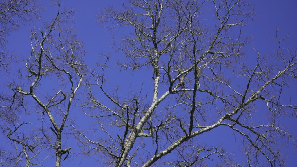 Parque Coyanmahuida. Créditos: Arauco.