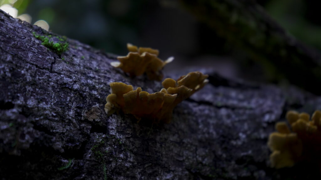 Parque Coyanmahuida. Créditos: Arauco.