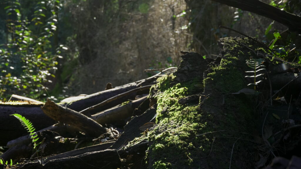 Parque Coyanmahuida. Créditos: Arauco.