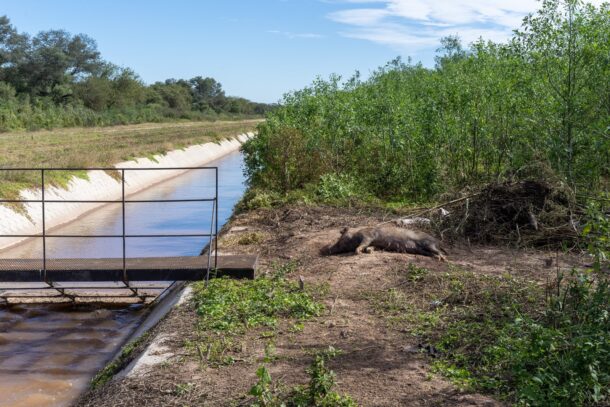 Una escalera instalada en el canal, que no contó con los estudios técnicos y ambientales necesarios para evitar el ahogamiento de al menos 250 animales silvestres, muchos de ellos en peligro de extinción. Foto: cortesía Denise Griguol / FARN