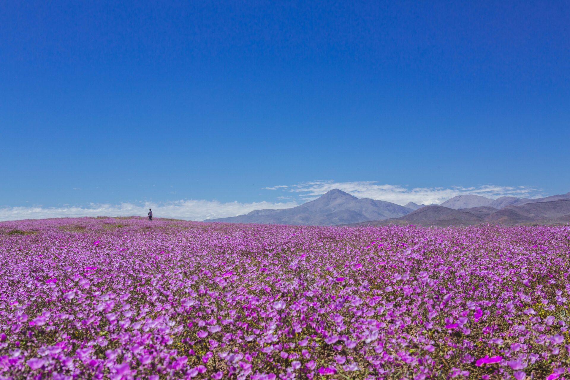 ¡Habrá Desierto Florido! Las lluvias superaron el umbral necesario y se espera floración desde septiembre