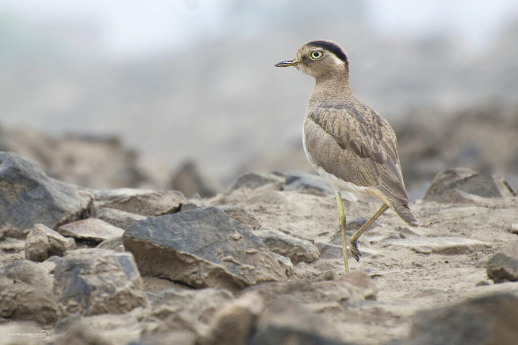 Chorlo cabezón, Ariel Hernandez INaturalist