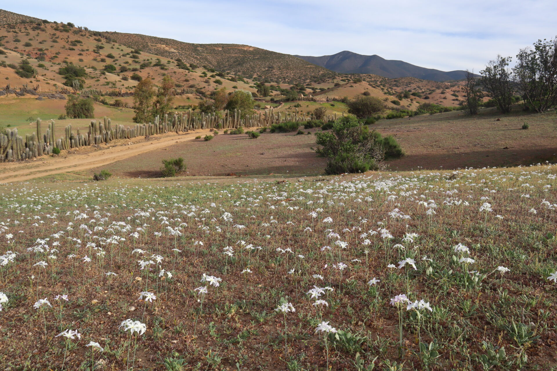 Un delicado y silencioso trabajo de conservación: Conoce a la fundación que busca frenar el avance del desierto en la región semiárida de Chile